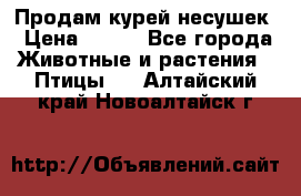 Продам курей несушек › Цена ­ 350 - Все города Животные и растения » Птицы   . Алтайский край,Новоалтайск г.